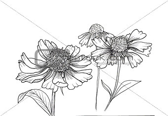 Romantic background with three echinaceas.