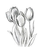 hand drawn decorative tulips for your design