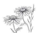 Camomile hand drawn flowers