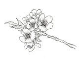 Hand drawn branch of cherry blossom