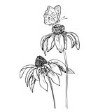 Romantic vector background with three echinaceas.