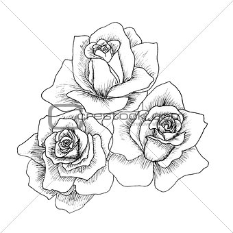 Highly detailed hand drawn roses.