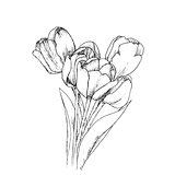 Tulips on a white background.