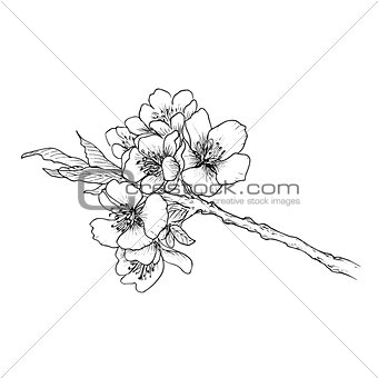 Hand drawn branch of cherry blossom