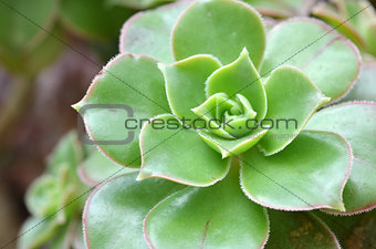 Hen and Chicks Succulent Plant  