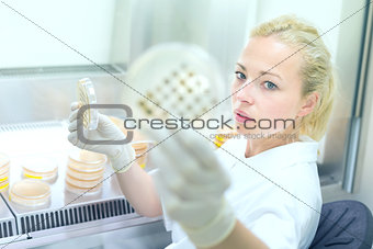 Scientist observing petri dish.