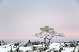 Snowy and frosty pine tree