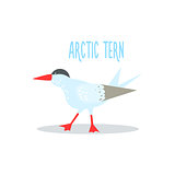 Arctic Tern Vector Illustration