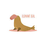 Elephant Seal Vector Illustration