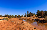 water in the oasis, Sahara desert