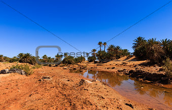 water in the oasis, Sahara desert