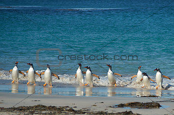 Gentoo Penguins Coming Ashore