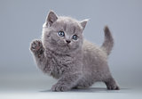 blue British kitten on a gray background
