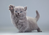 blue British kitten on a gray background