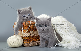 British kitten with a ball of wool in basket