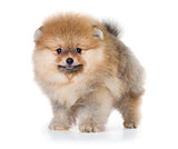 Pomeranian puppy isolated on a white background