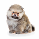 Pomeranian puppy isolated on a white background