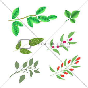 Set of  green brunches with leaves and berries, vector colorful illustration isolated