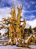 Bristlecone Pine Tree