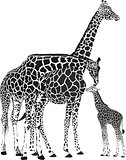 Adult giraffes and baby giraffe