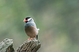 Java sparrow, Ricebird