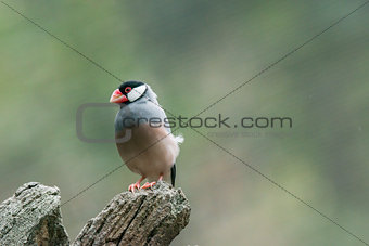 Java sparrow, Ricebird