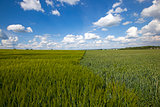 field with cereals