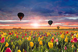 Hot Air Balloons at Dawn