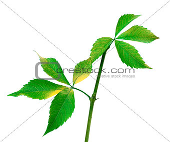 Twig of grapes leaves