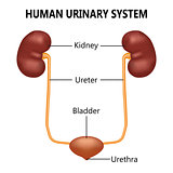 Urinary system illustration