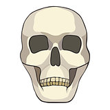 Illustration of a human skull.