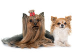 adult yorkshire terrier and chihuahua