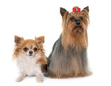 chihuahua and yorkshire terrier
