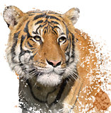 Tiger Portrait Watercolor