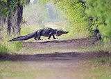 Alligator Crossing Trail