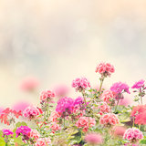 Geranium Flowers Background