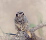 Meerkat (Suricata suricatta)