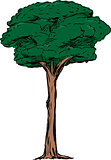 Isolated Tall Tree Illustration