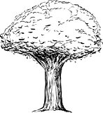 Outline of Tree with Thick Trunk