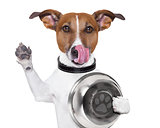 Hungry dog with bowl 