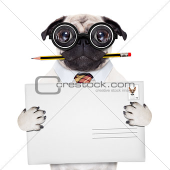 mail delivery post dog