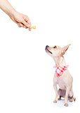 hungry dog with owner hand