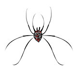 big spider on white background
