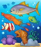 Ocean fauna topic image 4