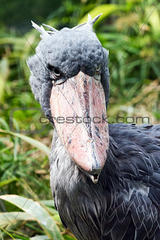 Shoebill (also known as whalehead or shoe-billed stork)