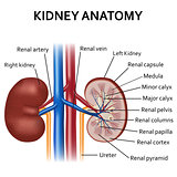 Diagram of human kidney anatomy.