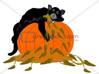 Black Cat Asleep on Large Pumpkin