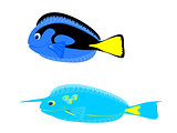Blue and Unicorn Tang Tropical Fish