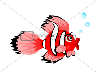 Cute Red Clown Fish