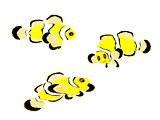 False Percula Clown Fish